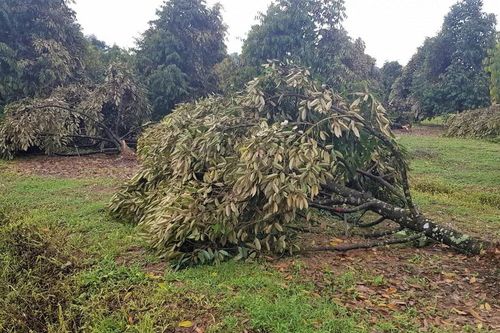 Lâm Đồng: Mưa lớn kèm lốc xoáy gây thiệt hại nặng ở huyện Đạ Tẻh