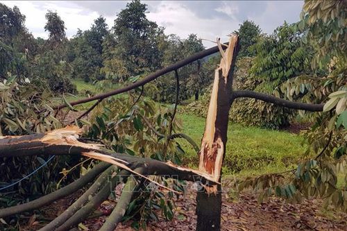 Mưa lớn kèm lốc xoáy gây thiệt hại nặng ở huyện Đạ Tẻh (Lâm Đồng)