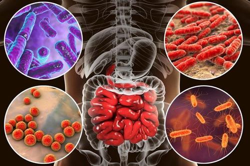 Nhật Bản nghiên cứu cấy ghép hệ vi khuẩn đường ruột điều trị ung thư