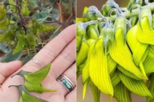 Chiêm ngưỡng loài hoa được gọi là 'chim', vừa xinh đẹp lạ lùng lại còn làm dược liệu khá tốt