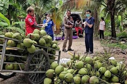 Người đàn ông đi hái dừa thuê, sự việc xảy ra sau đó khiến đồng nghiệp bàng hoàng