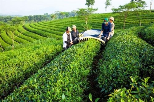Ngành chè cần chuyển đổi sản xuất để thoát ra khỏi 'bẫy' giá rẻ