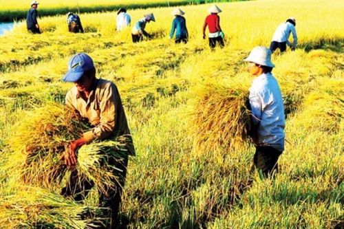 Sản xuất nông nghiệp biến động do ảnh hưởng của bão Yagi