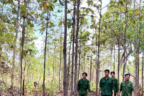 Triển khai dự án giảm thiểu khí thải do mất rừng, suy thoái rừng