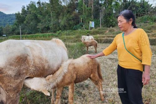 Bằng Hữu: Phát huy lợi thế, giảm nghèo bền vững
