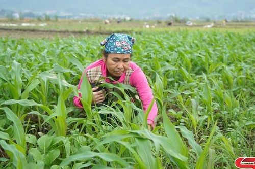 Phù Yên trồng cây vụ đông