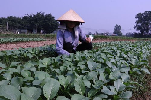 Không cho đất nghỉ
