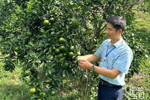 Khuổi Mèo, mùa cam trĩu cành
