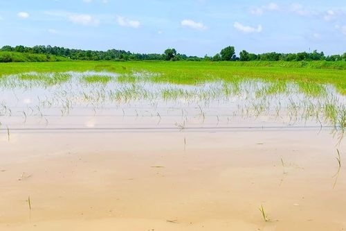 Cả nước thiệt hại hơn 78.082 tỷ đồng do thiên tai