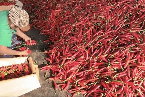 Xuất khẩu ớt mang về cho Việt Nam hơn 22 triệu USD