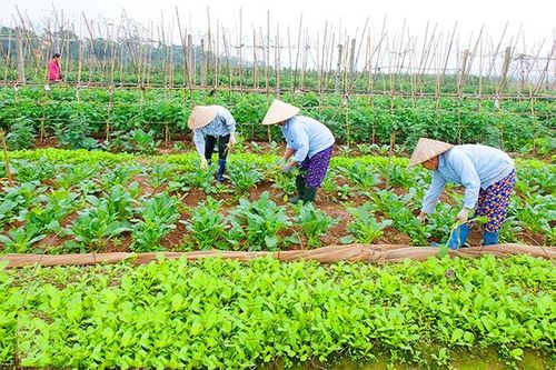 Cần cú huých cho sản xuất hữu cơ