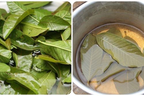 Uống nước lá ổi mỗi ngày có tác dụng gì?