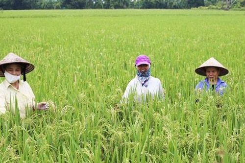 Ứng Hòa tạo đột phá nhờ mô hình tích tụ ruộng đất