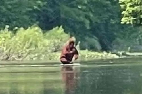 Hình ảnh mới nhất chứng minh Bigfoot hoàn toàn có thật?
