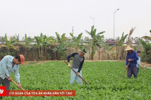 Tăng gia chăn nuôi để cải thiện đời sống cho học viên tại Cơ sở Cai nghiện ma túy số 3 Hà Nội