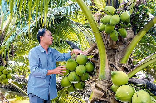 Doanh nghiệp phải chở cả xe tải tiền theo mỗi lần mua dừa