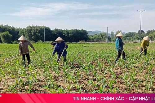 Hà Tĩnh phủ kín hơn 56% diện tích cây vụ đông
