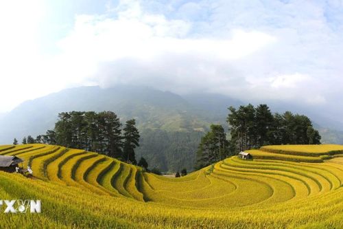 Mùa vàng Mù Cang Chải - bức tranh tuyệt đẹp giữa cảnh sắc thiên nhiên