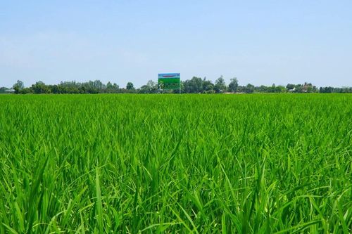 Chương trình tín dụng ưu đãi thực hiện Đề án 1 triệu ha lúa chất lượng cao