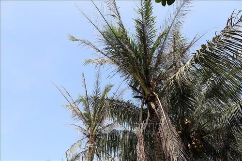 Sâu đầu đen hại dừa lan nhanh