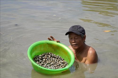 Sản lượng sò huyết nuôi dưới tán rừng phòng hộ giảm mạnh