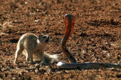 CLIP: Rắn hổ mang kết liễu 'sát thủ' sóc đất và cầy mangut
