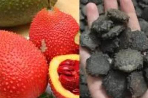 Ăn gấc nhiều người thường bỏ hạt đi nhưng không ngờ đây là 'tiên dược' giá cao