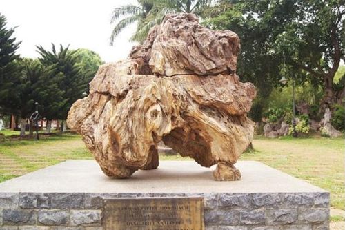 Sự thật ngỡ ngàng về cây gỗ hóa thạch lớn nhất Việt Nam: Nặng đến 8 tấn, quý như kim cương, triệu năm không kiếm được!