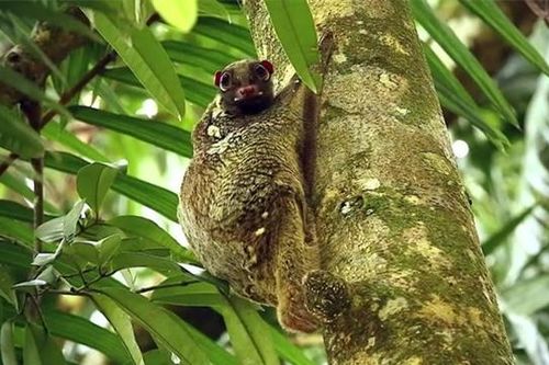 Việt Nam có loài sinh vật kỳ dị bậc nhất thế giới, có khả năng khó tin, hiếm người bắt gặp được