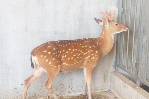 10 loài động vật quý hiếm hơn kim cương của Việt Nam, nhiều cái tên bị diệt vong trong tiếc nuối