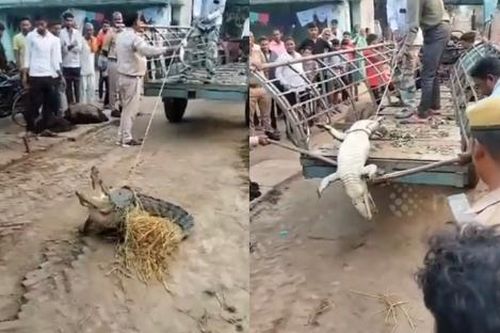 Cá sấu 'khủng' dài 2m đột nhập nhà dân, dân làng tái mặt sợ hãi
