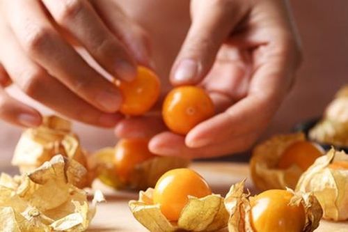 Bất ngờ với công dụng của trái thù lù, trước mọc dại giờ là vị thuốc quý được