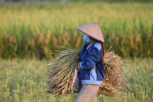 Dự kiến giảm lãi suất vay vốn trồng lúa phát thải thấp