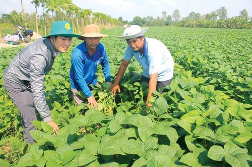 Ngành đậu tương có nhiều 'nút thắt' cần tháo gỡ
