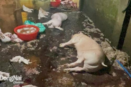 Trong một đêm phát hiện 6 cơ sở giết mổ, kinh doanh heo trái phép tại Biên Hòa