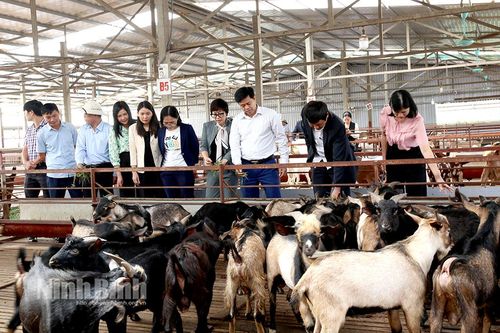 Hội thảo về đề tài 'Nghiên cứu hoàn thiện quy trình kỹ thuật nuôi dê thảo dược sinh sản và thương phẩm'