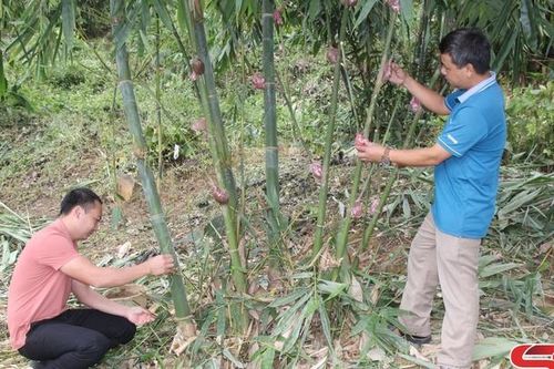 Phiêng Ban giảm nghèo bền vững
