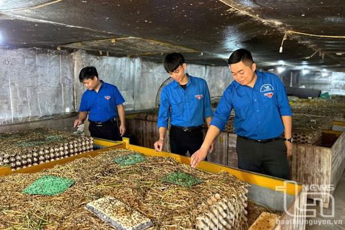 Nâng cao năng lực thanh niên trong phát triển kinh tế, xây dựng nông mới