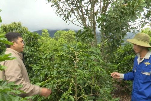 Kon Tum đào tạo nghề để nâng cao năng lực sản xuất tại chỗ
