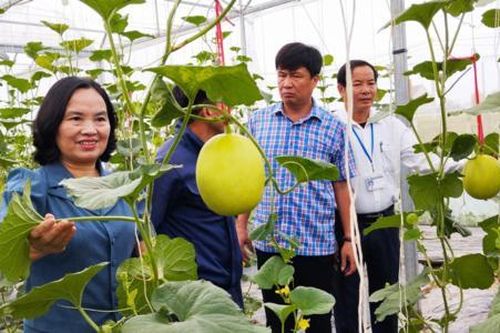 Hợp đồng liên kết lỏng lẻo khiến sản xuất chưa theo quy luật cung - cầu