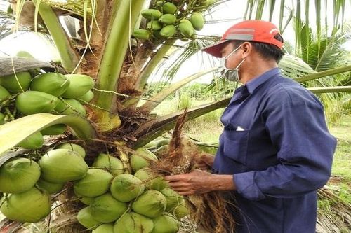 Trái dừa 'lên sàn' quốc tế, bước chuyển mình số hóa của nông sản Việt