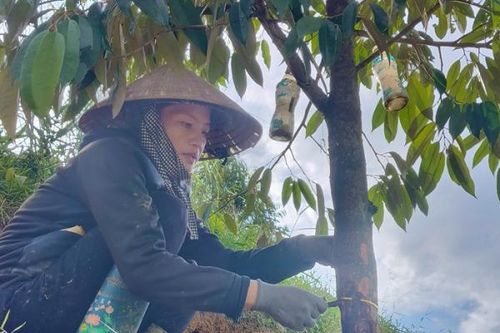Điều tra 2,5ha sầu riêng ở Lâm Đồng bị cưa đổ