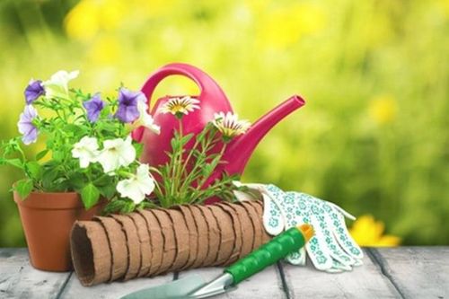 4 bí quyết khiến hoa nở rực rỡ mà nhà vườn luôn muốn giấu kín