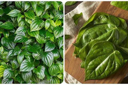 Lá trầu không có chữa được bệnh trào ngược dạ dày?