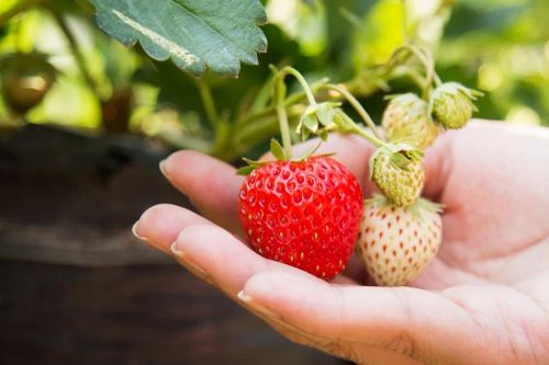 Khám phá những vườn dâu tây nổi tiếng ở Lâm Đồng