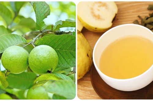 Bài thuốc chữa bệnh thường gặp từ lá ổi