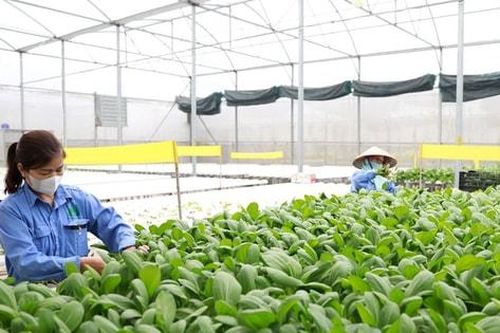 Hà Nội: Thành lập Ban Chỉ đạo Tổng điều tra nông thôn, nông nghiệp năm 2025