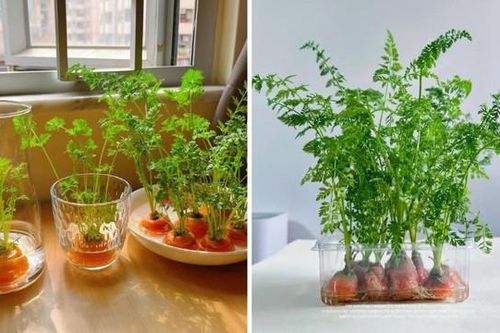 Trồng thủy canh những loại rau, củ dưới đây vừa không tốn tiền lại có món ăn ngon, bổ dưỡng