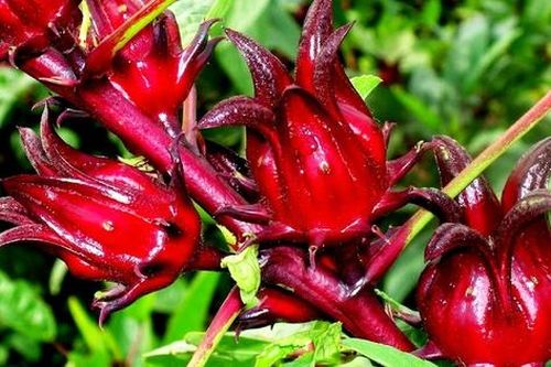 Bài thuốc chữa bệnh từ bụp giấm