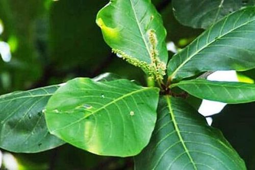 Lá bàng có tác dụng gì?